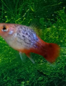 Platy Calico, blau - rot - Hohenroth