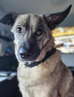 Honey❤ sucht Hundekenner mit Herz - Seggebruch