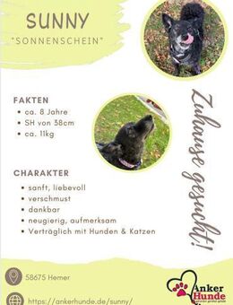 💕Sunny💕 sucht ihre Menschen💕 - Freilassing
