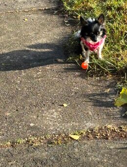 Süße Chihuahua Hündin, in Liebevolle Hände abzugeben - Berlin Reinickendorf