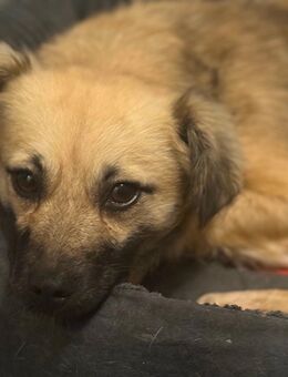 Katinka sucht ihre Familie ❤️ - Ritterhude