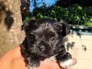 Zuckersüße Yorkshire Terrier weibchen sucht ein liebevolles Zuhause! - Pappenheim