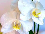 Winterthur Massage Harmonie - Winterthur