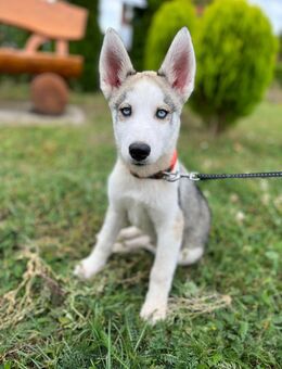 Sibirische Husky Welpen - Münster