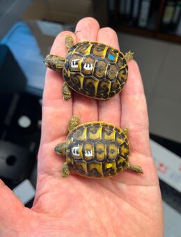 Testudo hermanni hermanni und THB NZ 24/25 verschiedene Lokalformen ( Griechische Landschildkröte) THH THB - Wilnsdorf