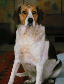 Freundlich ruhig schüchtern = MAXWELL♥️ - München