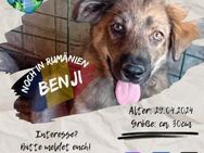 BENJI - und seine 5 Geschwister - Waakirchen