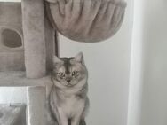 BKH-Deckkater, 100 Euro Festpreis - Sundern (Sauerland)