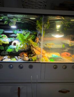 Leopardgeckos inkl. Terrarium - Hannover Vahrenwald-List