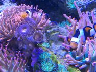 Meerwasser Aquarium Auflösung - Edewecht
