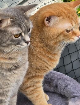 Britische kurzhaar - Hannover