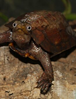 Chinesische Zackenerdschildkröte - Geoemyda spengleri - 2,0 - Heideland (Thüringen)