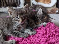 Katzen Babys - Kitten - Kaiserslautern