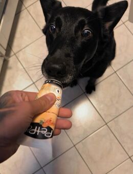 Zuverlässige Betreuung / Gassi Hilfe für meinen Hund in Kelkheim - Kelkheim (Taunus) Zentrum