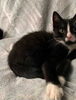 Ekh kitten - Hagen (Stadt der FernUniversität)