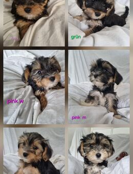 Yorkshire Terrier/Yorkshire Terrier Malteser Mischling Welpen - Berg (Neumarkt)