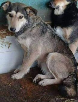 SVENJA - etwas schüchtern.... - Weiterstadt