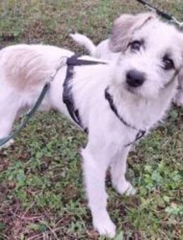 Clyde: Kleiner Kerl mit großem Herz - München