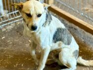 Nae, ein ruhiger, freundlicher Hund - Bochum