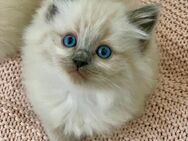 Reinrassige, typvolle Ragdoll Kitten Katzenbabys Familienkatzen - Westerburg