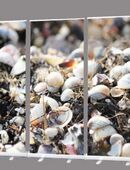 Roll-Up Display-Set „Muscheln“ – Dekoration Trauerhalle – 300 × 200 cm - Trauerhalle dekorieren - hochwertige Gestaltung von Abschiedsräumen in 26382