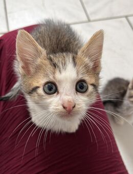 EKH Main coon mix - Radevormwald (Stadt auf der Höhe) Zentrum