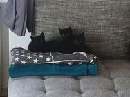 1 Kitten sucht noch ein zu Hause - Wolnzach
