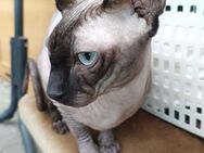 Erfahrener Deckkater Kanadische Sphynx - Kleve Zentrum