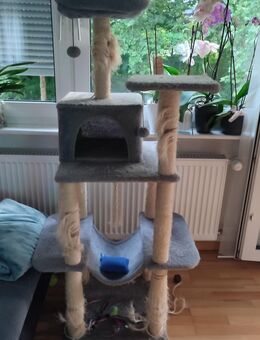Perse Katze zu verkaufen - Offenburg