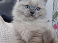 Ragdollkitten suchen liebevolles - München Schwanthalerhöhe