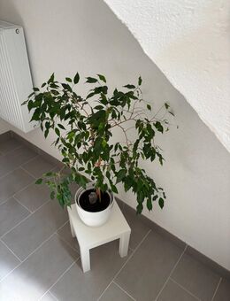 Birkenfeige mit Übertopf weiß Scheurich und Bewässerungsfigur - Gladbeck