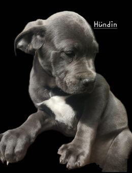 Cane Corso Welpen - Obere Warnow