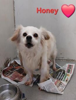 Honey - Seniorin sucht Senior/in - Höchst (Odenwald)