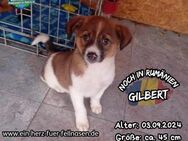 GILBERT (Grape) - irgendwo in Galati.... - Waakirchen