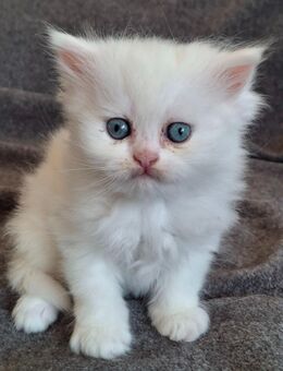 Perser Kitten - Geisenhausen