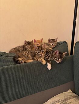 EKH Kitten - Duisburg