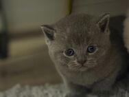 British Shorthair - Augsburg