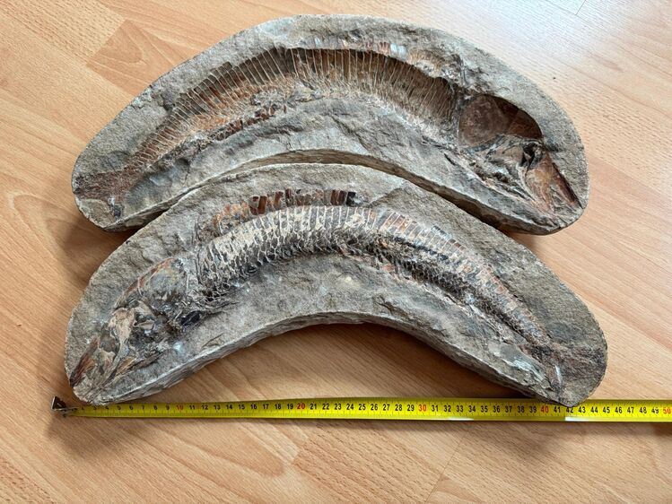 FOSSIL AUS DEM MESOZOIKUM - fossiles Skelett - München Trudering-Riem