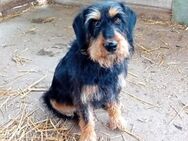 Liebenswerter Deni sucht euch - Olsberg