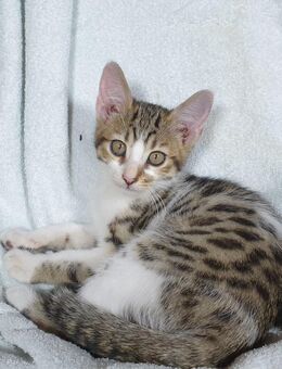 Kitten Bengal-EKH-Mix Katze Bella knapp 3 Monate - Kriftel