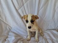 🆘 Welpe Chochko in Not🆘 - Eislingen (Fils)