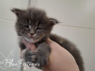 Maine Coon Kitten "Blaueserie" - Erftstadt