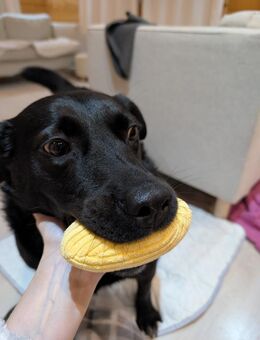 Ganz liebe Anfängerhündin Chanel :) - Schäftlarn