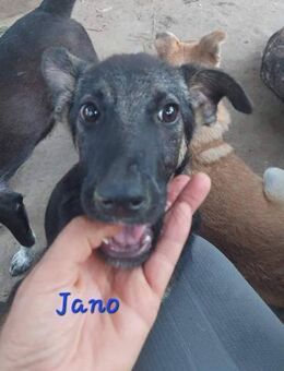 JANO - wartet schon so lange - Konstanz