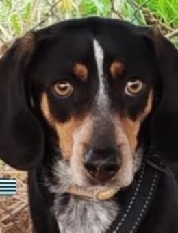 Sara - ängstlich und lernwillig - Heppenheim (Bergstraße)