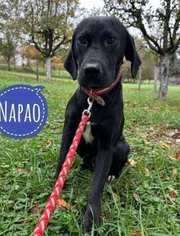 Napao ein sensibler Engel - Flörsheim-Dalsheim
