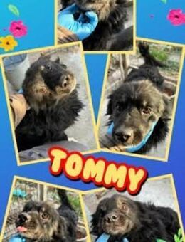 Rüde Tommy bald auf PS in 91278 - Nürnberg