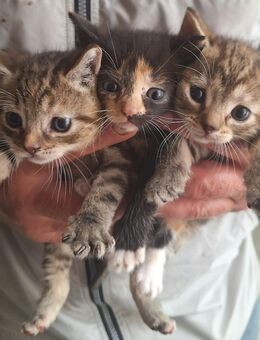 Katzenbabys - Staßfurt