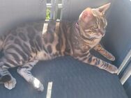 Reinrassige Bengal Kater - Magstadt