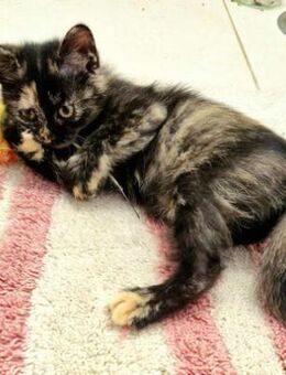 Katze KLEO wünscht sich eine Familie! - Augsburg